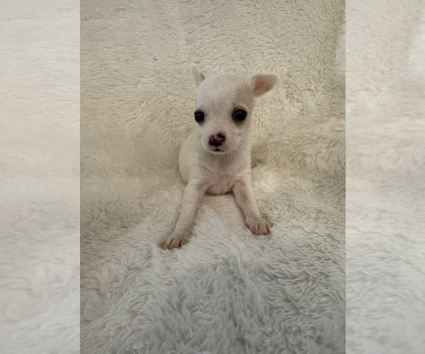 Medium Photo #7 Chihuahua Puppy For Sale in SHERMAN, TX, USA