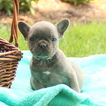 Small Photo #1 French Bulldog Puppy For Sale in GAP, PA, USA