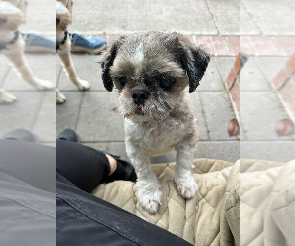 Medium Photo #1 Shih Tzu Puppy For Sale in San Diego , CA, USA