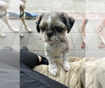 Small Shih Tzu