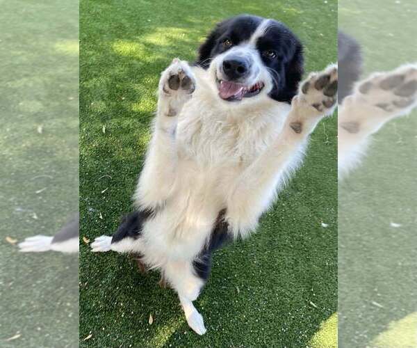 Medium Photo #3 Border Collie-Unknown Mix Puppy For Sale in Calgary, Alberta, Canada
