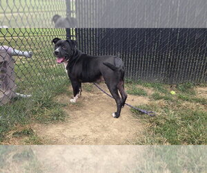 Mutt Dogs for adoption in Evansville, IN, USA