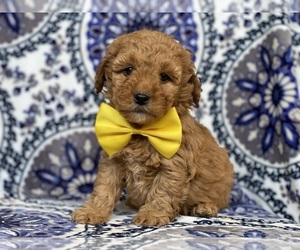 Goldendoodle (Miniature) Puppy for sale in LANCASTER, PA, USA