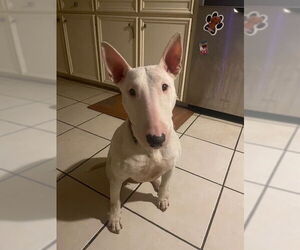 Bull Terrier-Unknown Mix Dogs for adoption in Aurora, CO, USA
