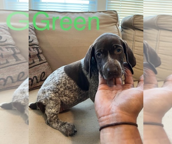 Medium Photo #3 German Shorthaired Pointer Puppy For Sale in CONWAY, SC, USA