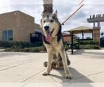 Small #1 Alaskan Malamute