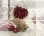 Small Photo #3 Goldendoodle Puppy For Sale in MIAMI, FL, USA