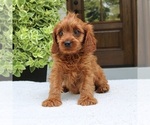 Small #3 Cavapoo (Miniature)