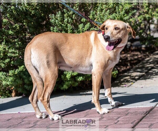 Medium Photo #2 Labrador Retriever-Unknown Mix Puppy For Sale in Clovis, CA, USA