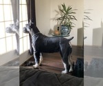 Small #10 Schnauzer (Giant)
