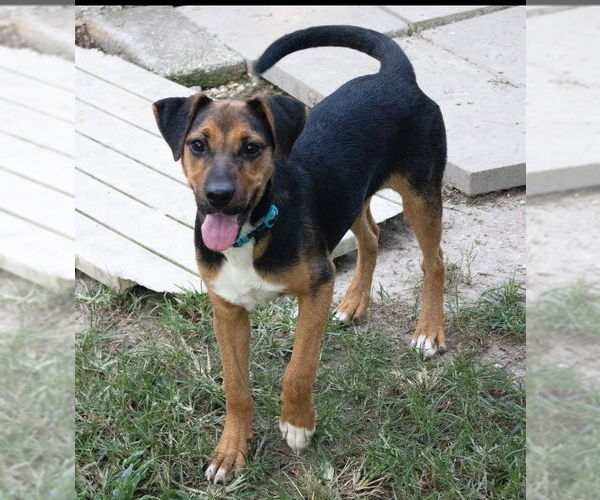 Medium Photo #2 Mutt Puppy For Sale in Canton, CT, USA