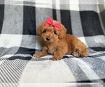 Small #6 Cockapoo (Miniature)
