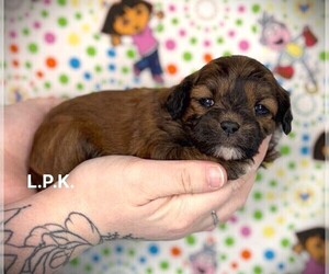 ShihPoo Puppy for sale in WINNSBORO, LA, USA