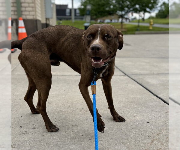 Medium Photo #2 Mutt Puppy For Sale in Center Township, PA, USA