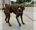 Small #1 Mutt