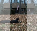 Small Photo #1 Labrador Retriever Puppy For Sale in BRYANTOWN, MD, USA