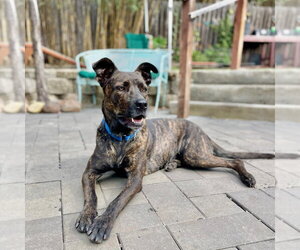 German Shepherd Dog-Unknown Mix Dogs for adoption in Berkeley, CA, USA