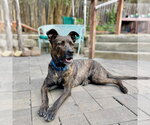 Small German Shepherd Dog Mix