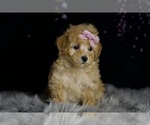 Small Photo #58 Poodle (Miniature) Puppy For Sale in WARSAW, IN, USA