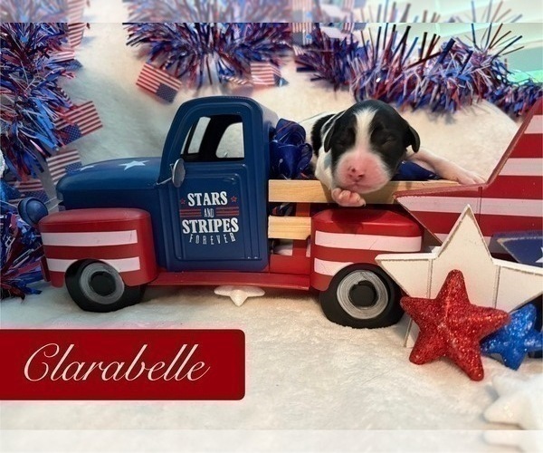 Medium Photo #9 Bernedoodle Puppy For Sale in MENIFEE, CA, USA