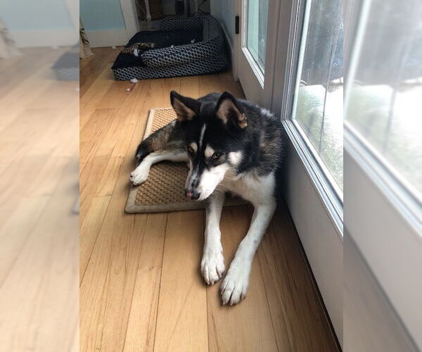 Medium Photo #3 Siberian Husky-Unknown Mix Puppy For Sale in Woodbury, NY, USA