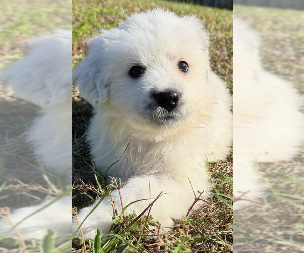 Medium Photo #2 Anatolian Pyrenees Puppy For Sale in Holly Springs, NC, USA