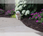 Small #3 Bichon Frise