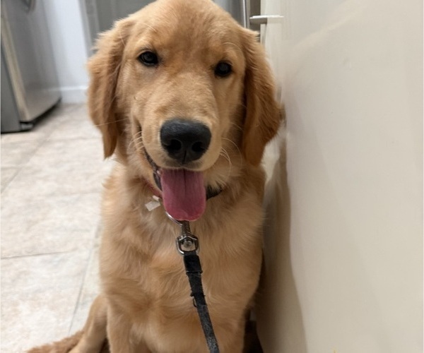 Medium Photo #2 English Cream Golden Retriever Puppy For Sale in ORLANDO, FL, USA