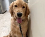 Small #1 English Cream Golden Retriever