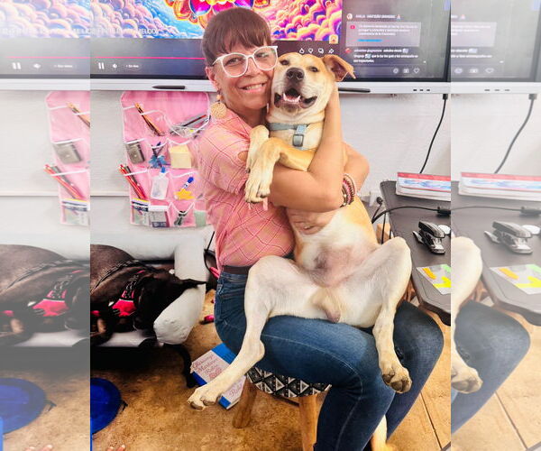 Medium Photo #7 Retriever -Unknown Mix Puppy For Sale in Virginia Beach, VA, USA