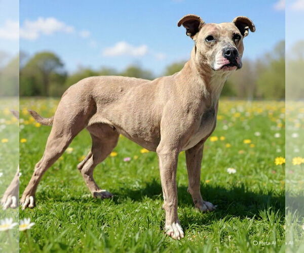 Medium Photo #1 Mutt Puppy For Sale in Talladega, AL, USA