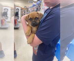 Small Pug