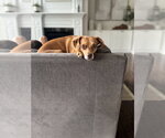 Small Chihuahua Mix