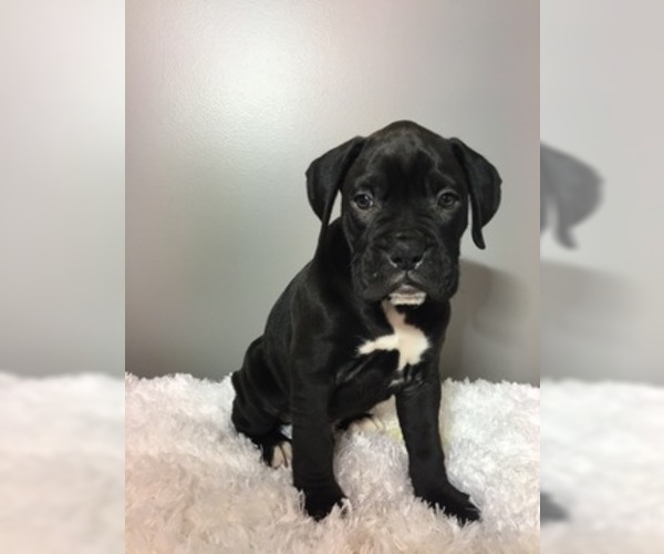 Medium Photo #10 Boxer Puppy For Sale in BECKS MILLS, OH, USA
