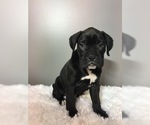 Small Photo #10 Boxer Puppy For Sale in BECKS MILLS, OH, USA