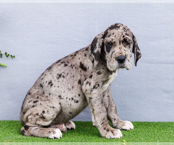 Medium Photo #4 Great Dane Puppy For Sale in WAKARUSA, IN, USA