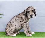 Small Photo #59 Great Dane Puppy For Sale in WAKARUSA, IN, USA