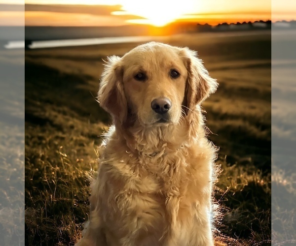 Medium Photo #1 Golden Retriever Puppy For Sale in NEOLA, WV, USA