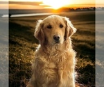 Small Photo #1 Golden Retriever Puppy For Sale in NEOLA, WV, USA