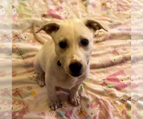 Medium Photo #7 Labrador Retriever Puppy For Sale in San Juan Capistrano, CA, USA