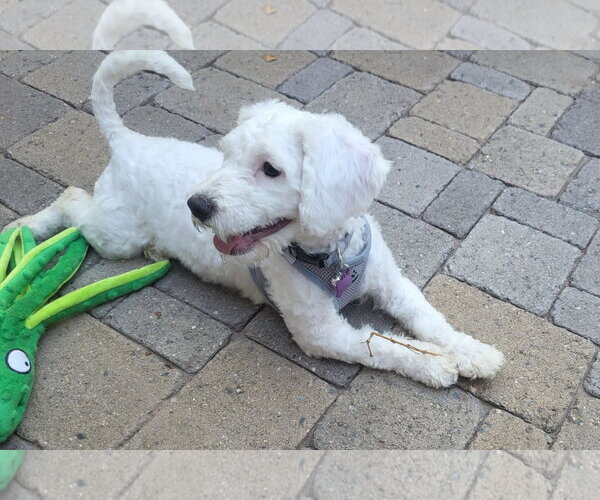 Medium Photo #4 Poodle (Miniature)-Unknown Mix Puppy For Sale in Phoenix, AZ, USA