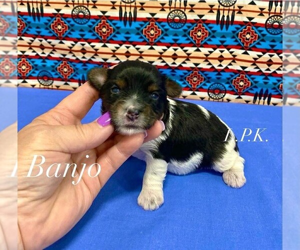 Medium Photo #1 Yorkshire Terrier Puppy For Sale in WINNSBORO, LA, USA