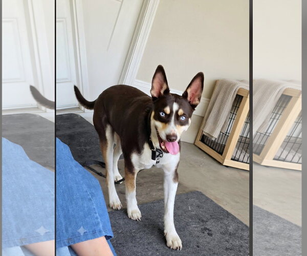 Medium Photo #3 Australian Kelpie-Unknown Mix Puppy For Sale in Escondido, CA, USA