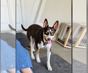 Kane - Male Australian Kelpie-Unknown Mix Dog for Adoption - Photo #3