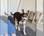 Small Photo #3 Australian Kelpie-Unknown Mix Puppy For Sale in Escondido, CA, USA
