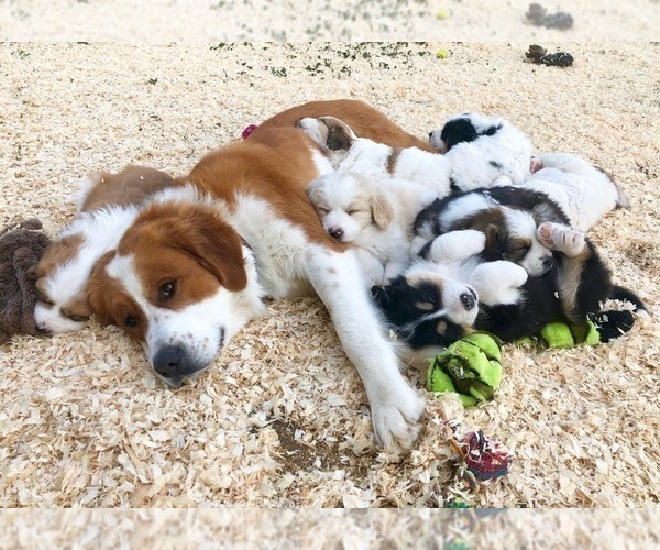 Medium Photo #1 Great Bernese Puppy For Sale in SCOTTSDALE, AZ, USA