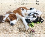 Small Photo #1 Great Bernese Puppy For Sale in SCOTTSDALE, AZ, USA