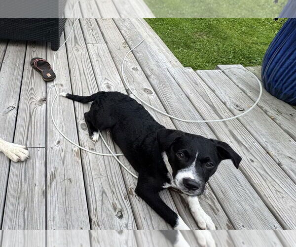 Medium Photo #5 Collie-Labrador Retriever Mix Puppy For Sale in Duluth, MN, USA