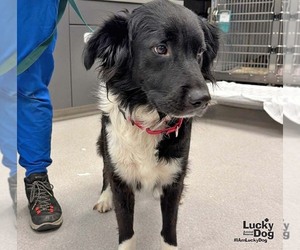 Millie - Female Collie-Retriever  Mix Dog for Adoption - Photo #2
