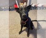 Small #2 Labrador Retriever Mix